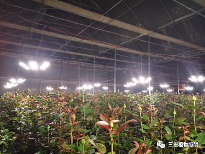 植物生长灯,普通照明灯具,有啥不同