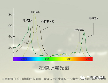 不同,光质,对植物生长,影响