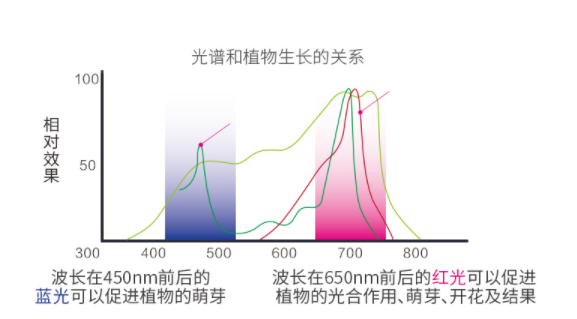 冷冷冷,多肉植物,如何过冬,谁给它一点,“阳光”